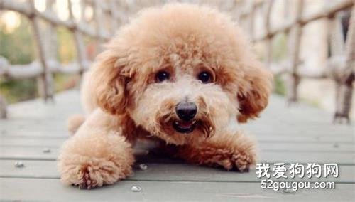 狗狗便秘的症状及治疗 狗狗便秘可要重视哦!