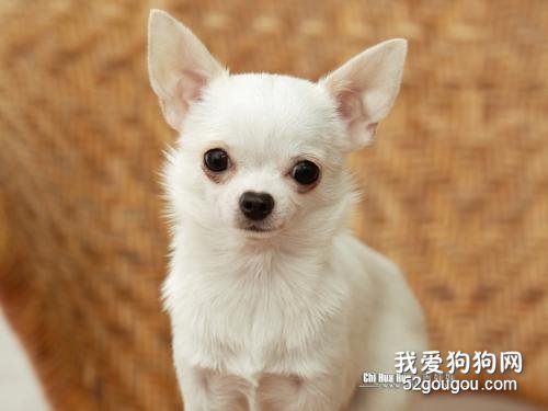 狗狗便秘的症状及治疗 狗狗便秘可要重视哦!