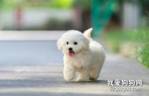 狗狗胃扭转的症状 一定要照顾好狗狗哦!