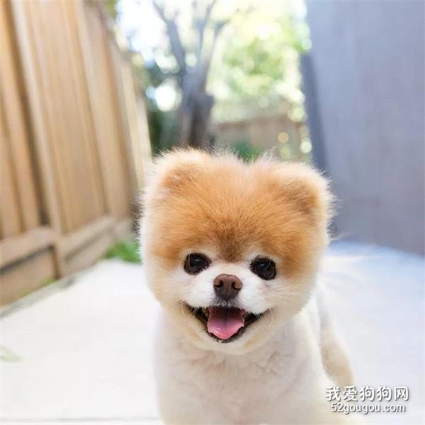 狗狗胃扭转的症状 一定要照顾好狗狗哦!