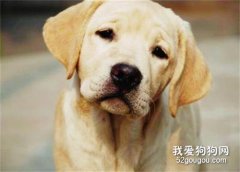 <b>狗狗传染性肝炎的症状和治疗方法</b>