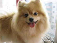 <b>博美犬平时吃什么食物 这些食物你都要注意了！</b>