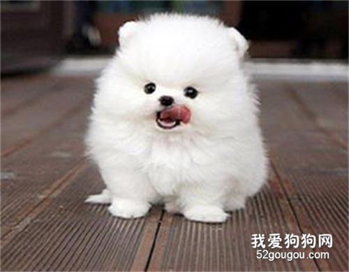 博美犬平时吃什么食物 这些食物你都要注意了!