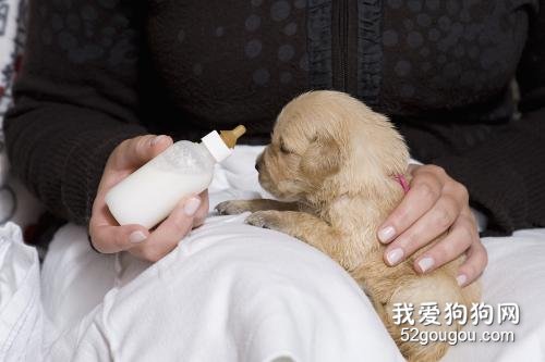 喂养幼犬时需要遵循的四大规则