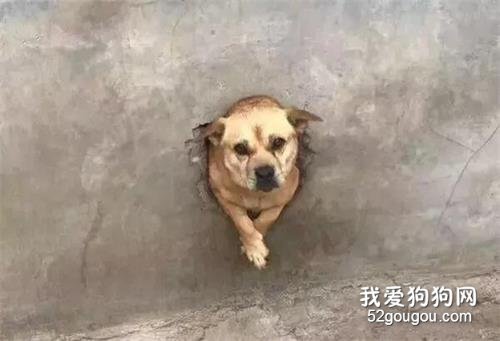 <b>田园犬每天都坚持迎接主人回家，然而看到它的迎接方式后，笑喷！</b>