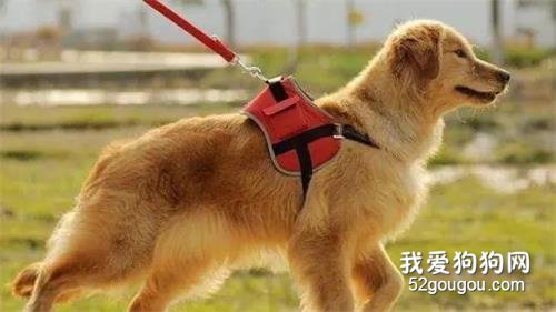 牵绳遛狗的好处有哪些?
