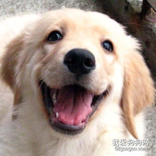 金毛感冒特点有什么,金毛如何才不易感冒