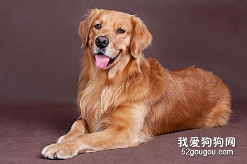 金毛感冒特点有什么,金毛如何才不易感冒