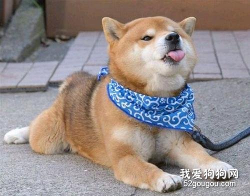 柴犬一直咳嗽,咳嗽是柴犬感冒病症吗