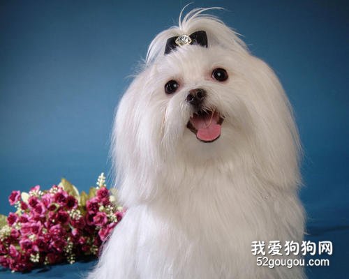 <b>适合家养的小型犬有哪些？</b>