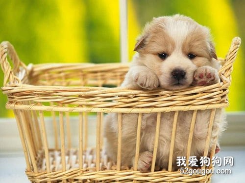 幼犬狗粮怎么泡制营养效果最佳?