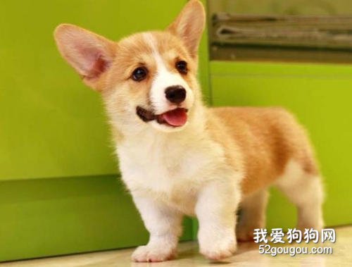 三个月的柯基咳嗽该怎么办?