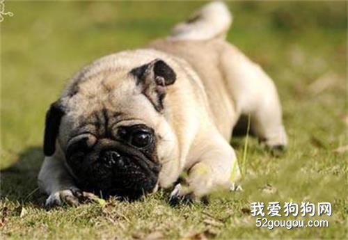巴哥一直流鼻涕怎么办?