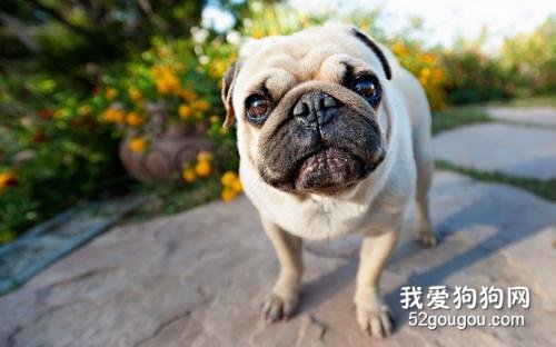 巴哥一直流鼻涕怎么办?