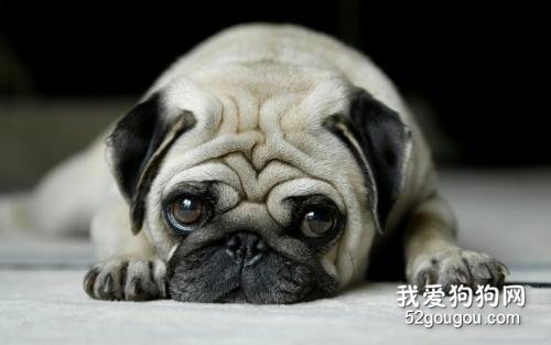 巴哥一直流鼻涕怎么办?