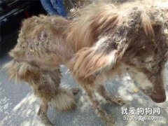 <b>这是我见过最惨的阿拉斯加了，没有之一，为什么，为什么？？</b>