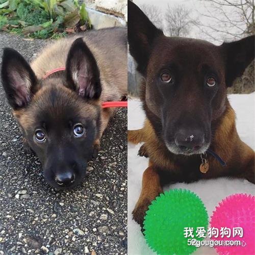 <b>帅气的马犬真面目：玩具不离嘴，还玩出猪叫……</b>