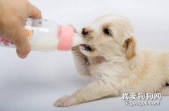 <b>怎样为狗狗选择恰当的奶粉?</b>