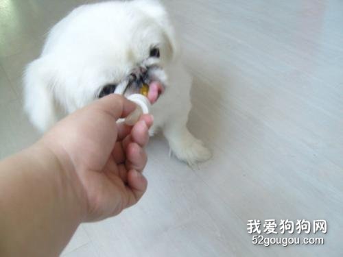 怎么给幼犬喂食驱虫药?用法用量要注意