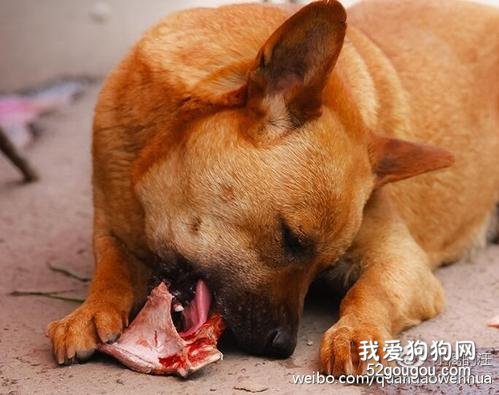 颗粒物狗粮、自做狗饭、生骨肉、剩饭剩菜剩饭,究竟该给狗狗吃什么食物?