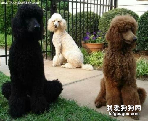 为何泰迪几十人养,而巨贵少人养?