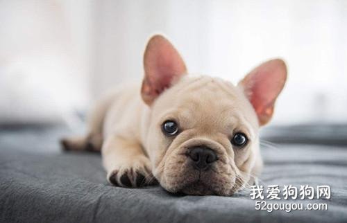 2月的法斗能喝酸牛奶吗?