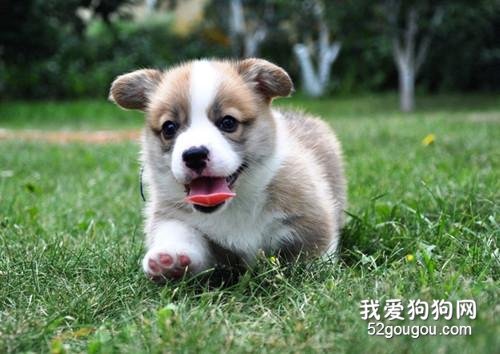 柯基耳朵什么时候竖起?柯基犬耳朵立不起来