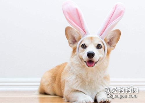 柯基耳朵什么时候竖起?柯基犬耳朵立不起来