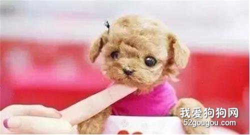2月狗狗咳嗽吃什么药,宠物犬咳嗽吃什么药
