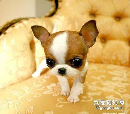 小狗拉稀怎么办,别着急这几样常用药品来帮你!
