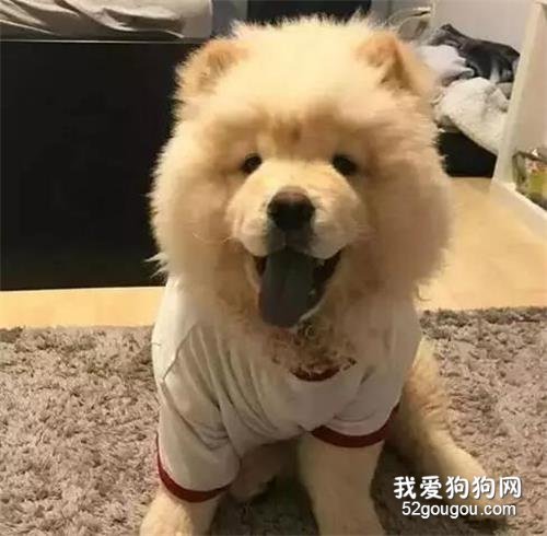 刚买的狗拉稀呕吐该怎么办?