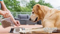 <b>喂养金毛的必需专业知识</b>