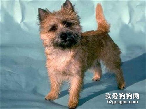 【凯恩梗标准】凯恩梗价格|智商|饲养方法