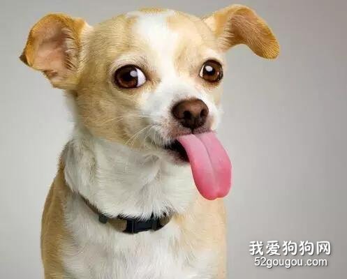 狗狗小便带血怎么办?只要三招就可以弄清出血部位!