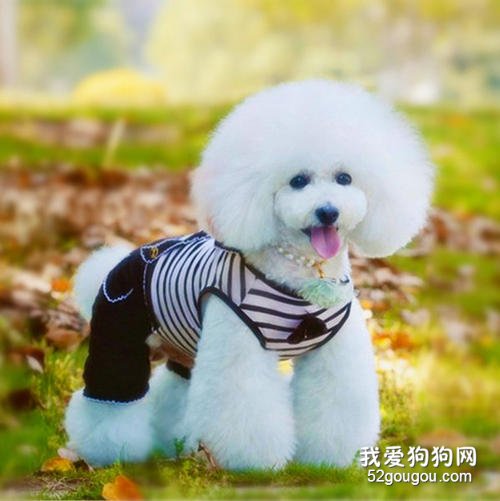 狗狗小便带血怎么办?只要三招就可以弄清出血部位!