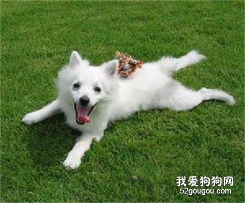 狗狗小便带血怎么办?只要三招就可以弄清出血部位!
