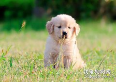 <b>四十多天的狗狗吃啥，40天的狗狗如何养</b>