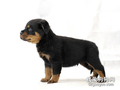 四十多天的狗狗吃啥,40天的狗狗如何养