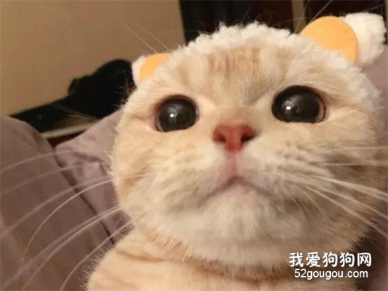 <b>网友家的橘猫，实在是太可爱了</b>