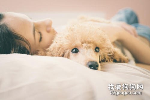 宠物丢弃现象频频发生,冠状病毒真的也会传染宠物吗?