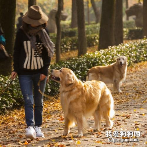 宠物丢弃现象频频发生,冠状病毒真的也会传染宠物吗?
