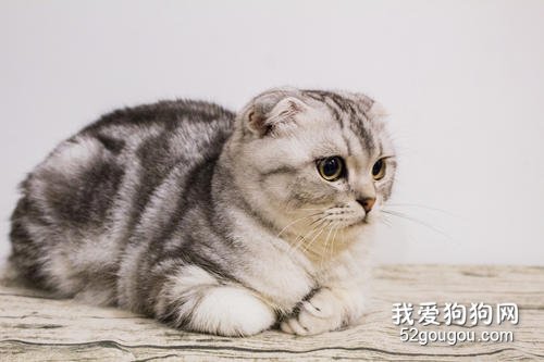 折耳猫软骨病怎么治疗 能治好吗?