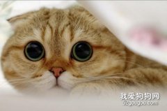 <b>猫咪尿血是怎么回事 如何护理预防？</b>