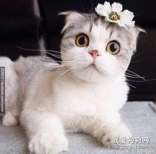 猫咪尿血是怎么回事 如何护理预防?