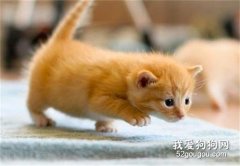 <b>小猫爱放屁很臭怎么办 原因是有三种情况！</b>