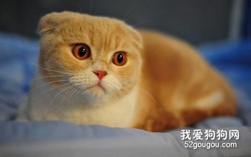 折耳猫没发病之前可以吃软骨素吗 你喂对了吗?