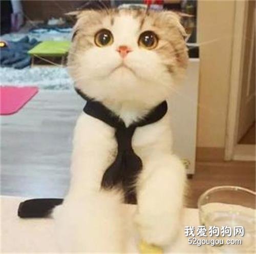 折耳猫能不能补钙 哪些食物可以补钙?