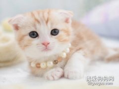 <b>折耳猫能吃钙片吗 不要盲目补钙！</b>