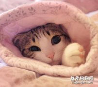 <b>猫咪会感染新型冠状病毒肺炎吗 如何有效预防?</b>