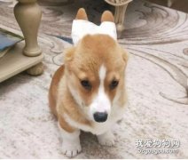 <b>柯基耳朵不立怎么办 这几种办法都能帮到你！</b>